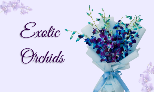 Exotic Orchids