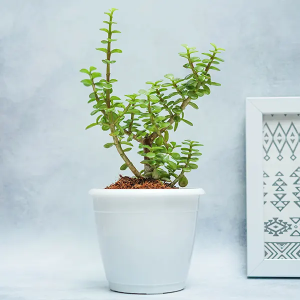 Jade in White Planter