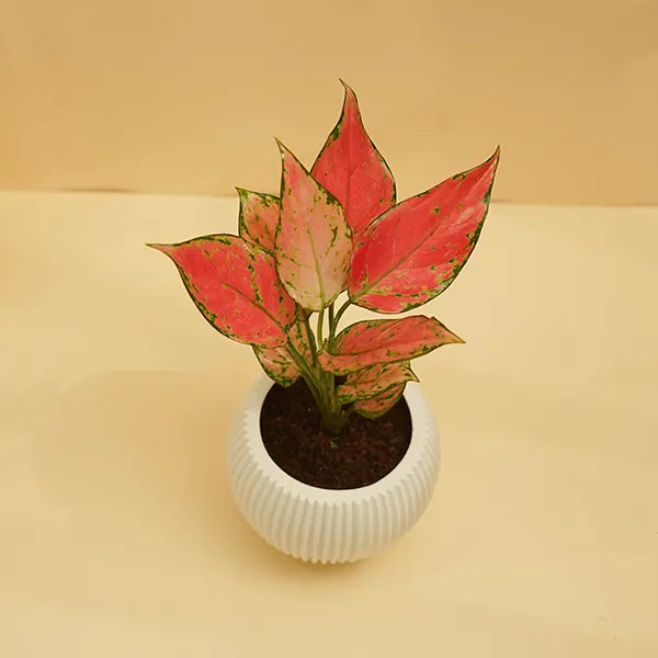 Red Aglaonema Plant