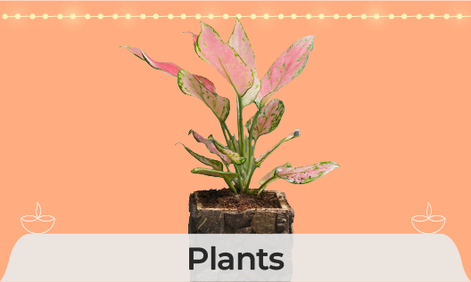 Plants