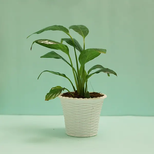 Peace lily plant