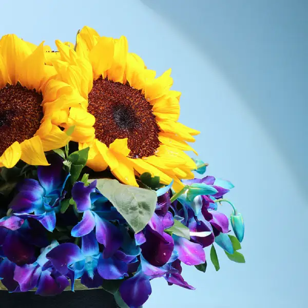 Royal Indigo Sun Box Royal Indigo Sun Box