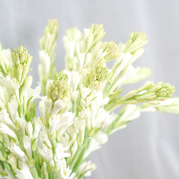 Graceful Tuberose Vase