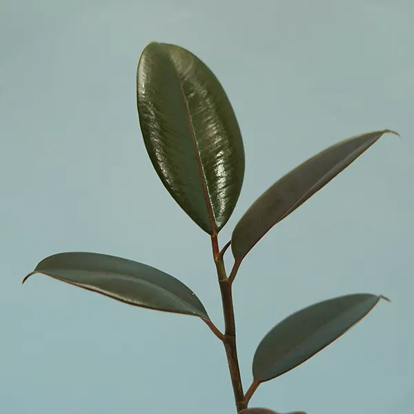 Rubber Plant