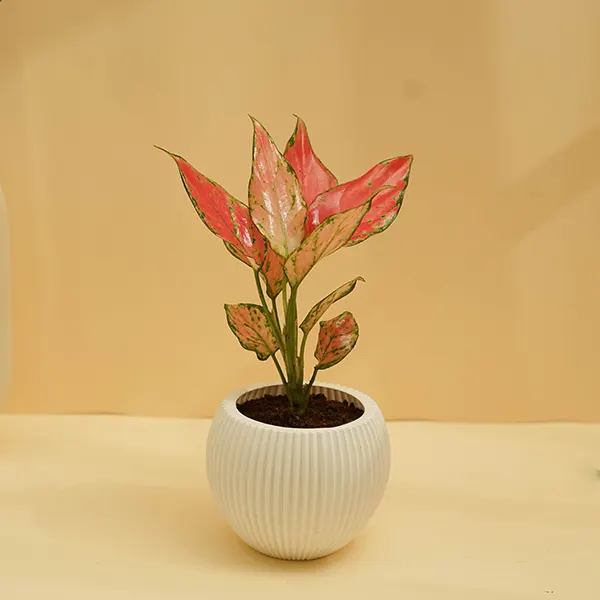 Red Aglaonema Plant