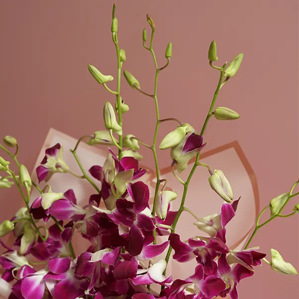 Orchid Rose Vanilla Fusion
