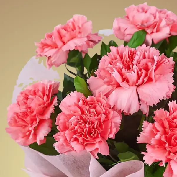 Carnations Delight