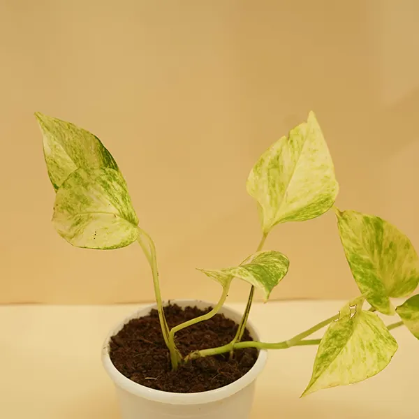 Variegated Money Plant