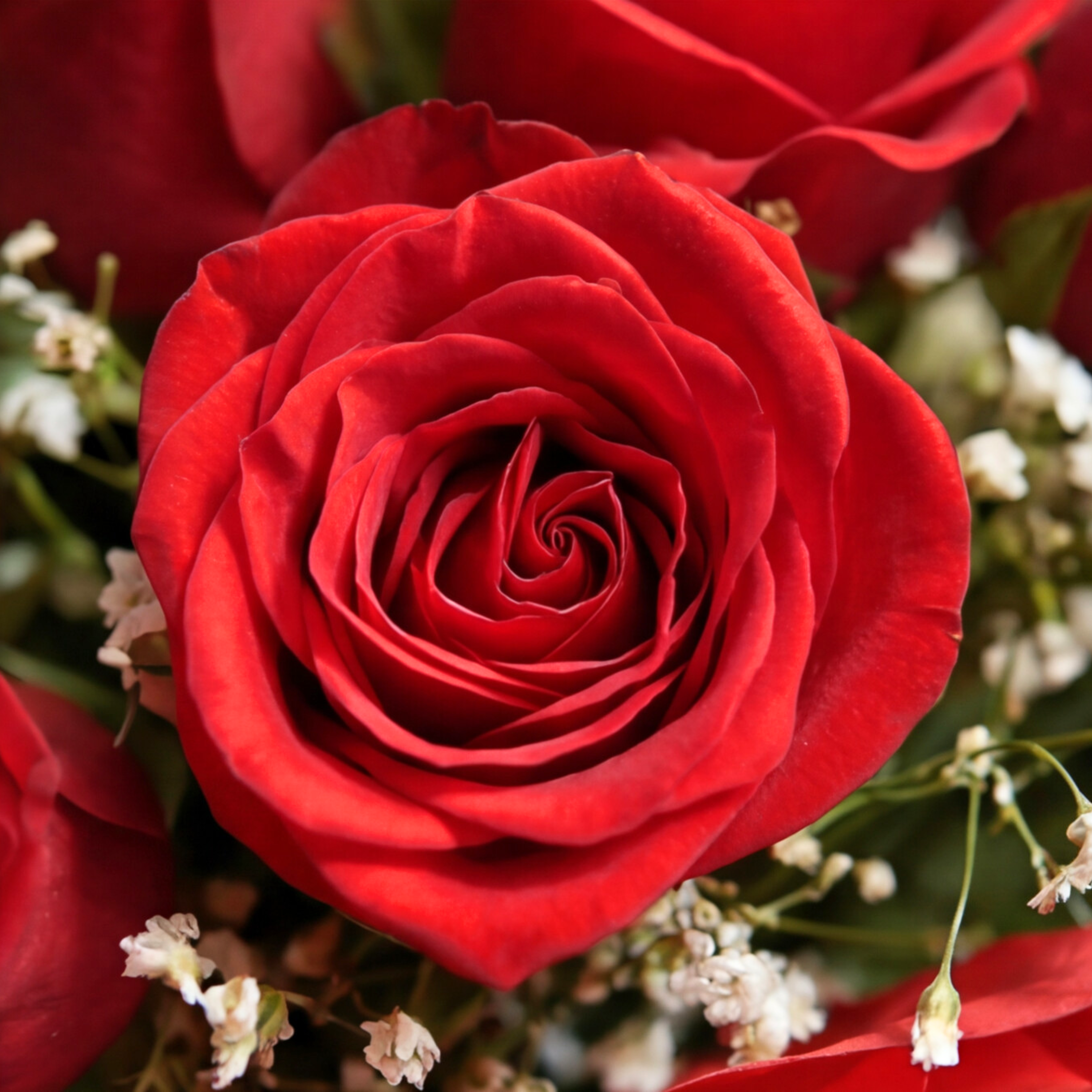 Wondrous Red Wondrous Red