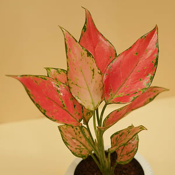 Red Aglaonema Plant