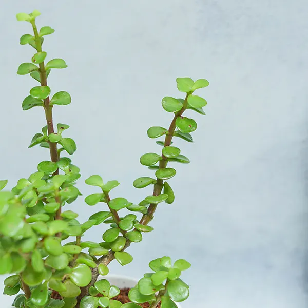 Jade in White Planter