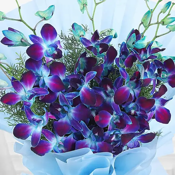 Gorgeous Orchids Gorgeous Orchids