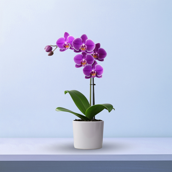 Orchids Icon