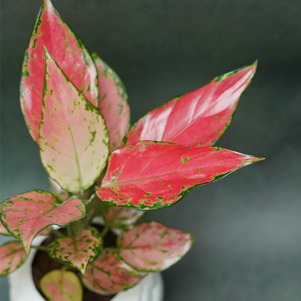 Lipstick Aglaonema Plant