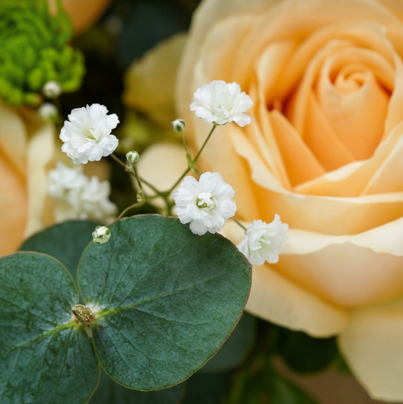 Peach Rose & Emerald Garden