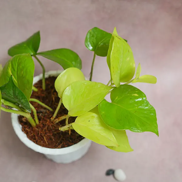 Golden Pothos