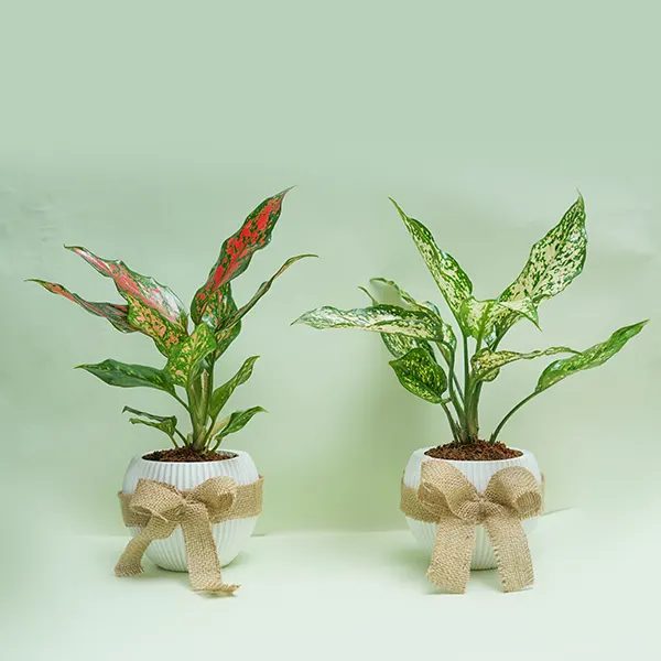 Aglaonema Duo