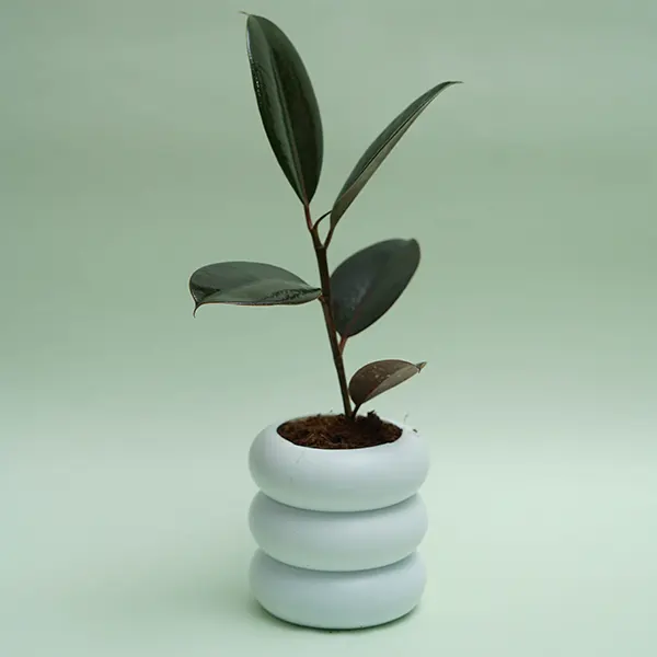 Ficus Rubber