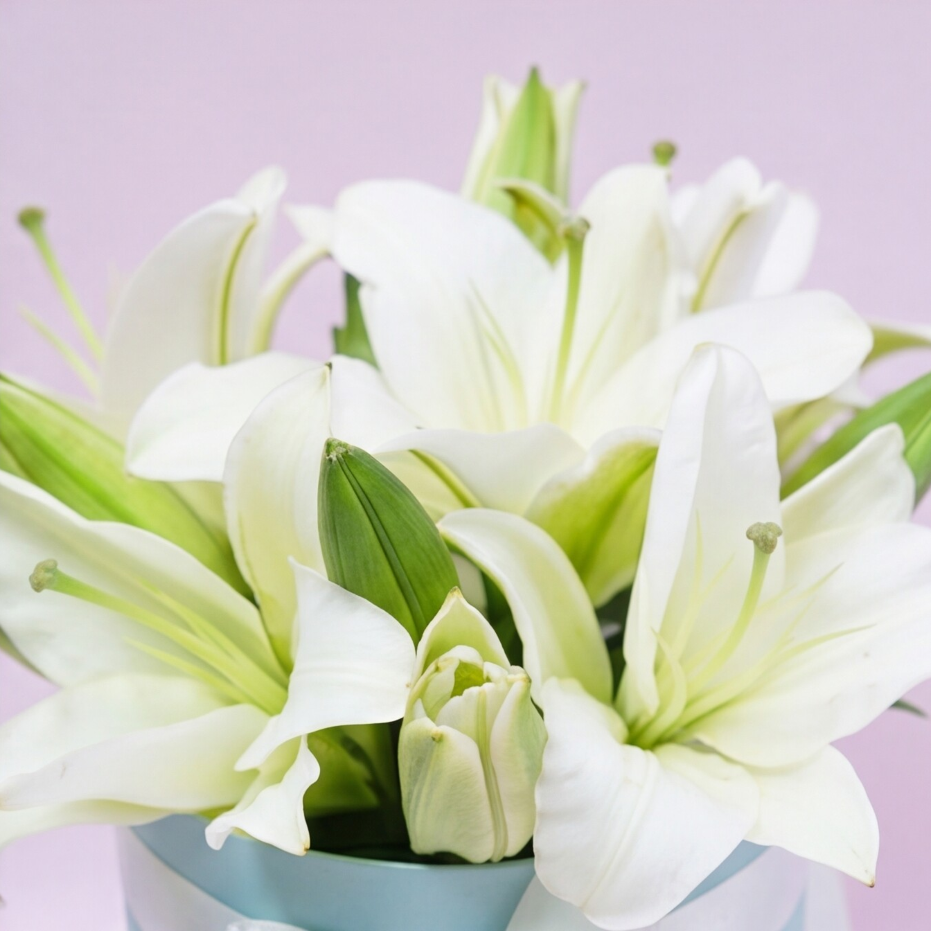 White Lily Blue Breeze