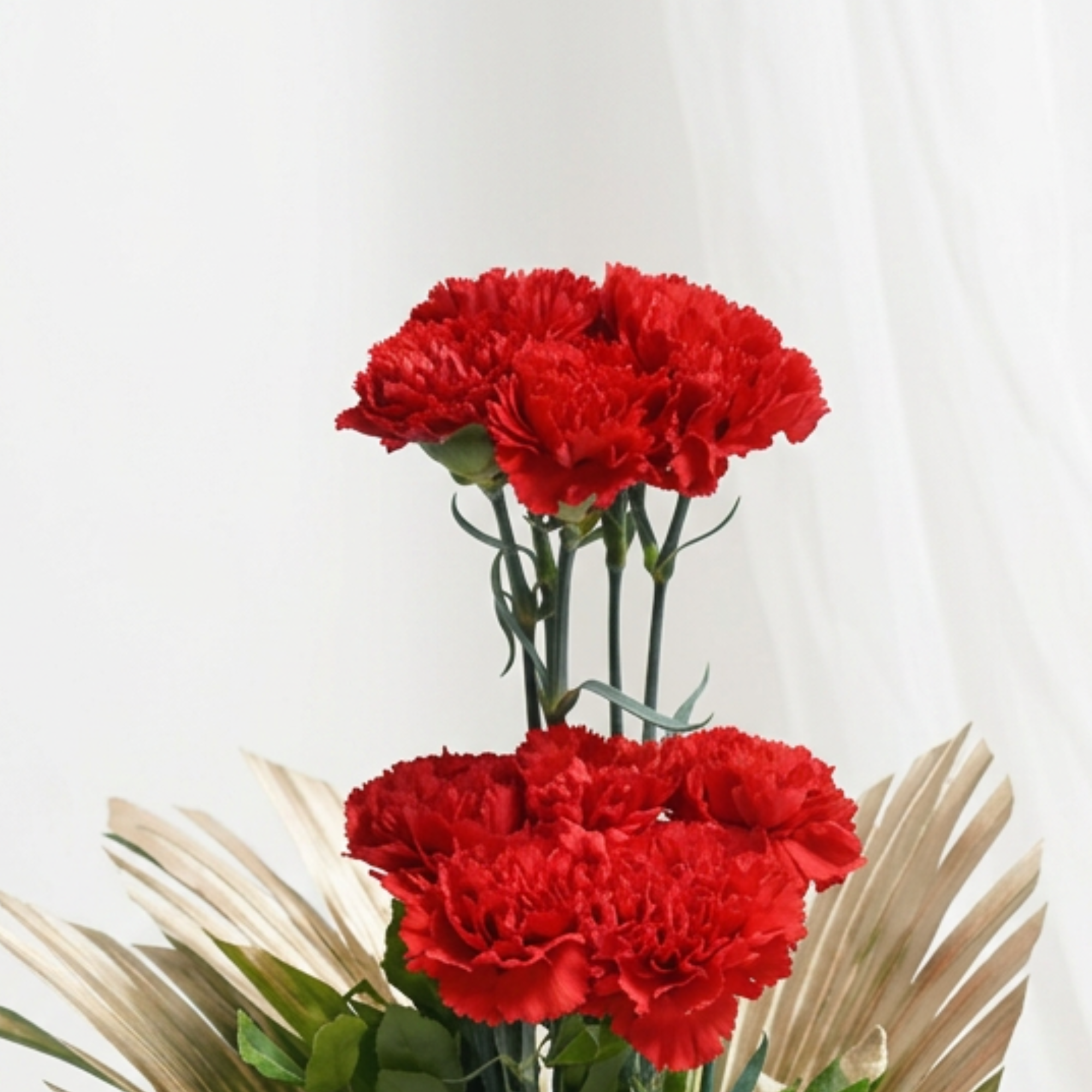 Bubbly Carnations