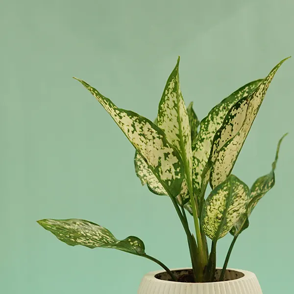 Aglaonema Snow White