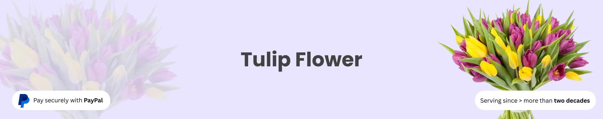 Tulip Flower Delivery