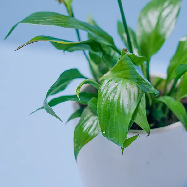 Peaceful Glow Pot