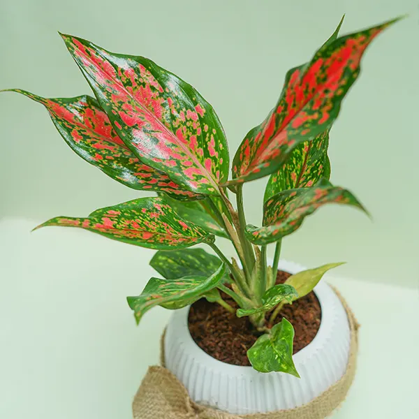 Aglaonema Duo