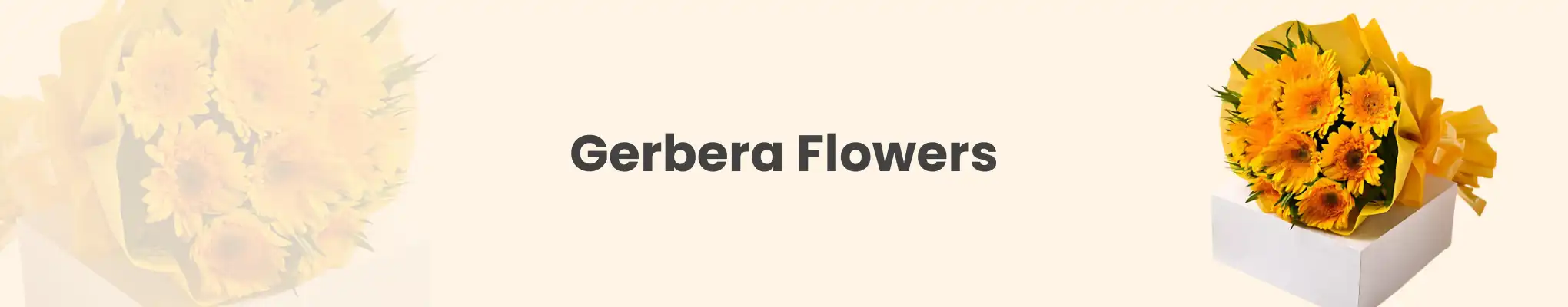Gerbera Flowers Online