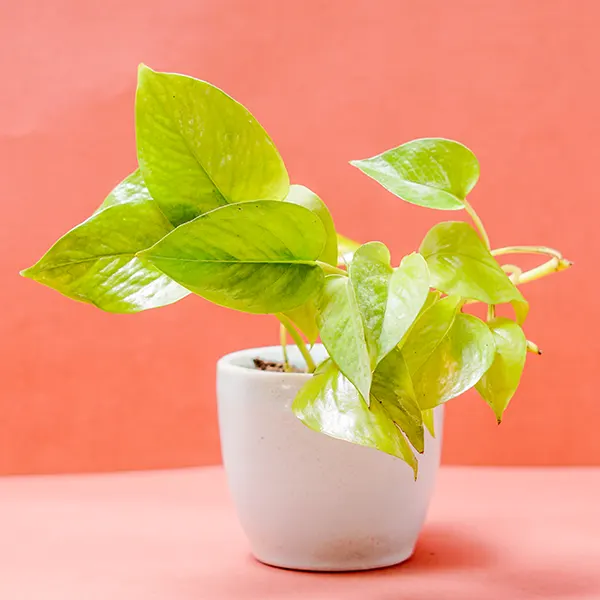 White Pot of Luck