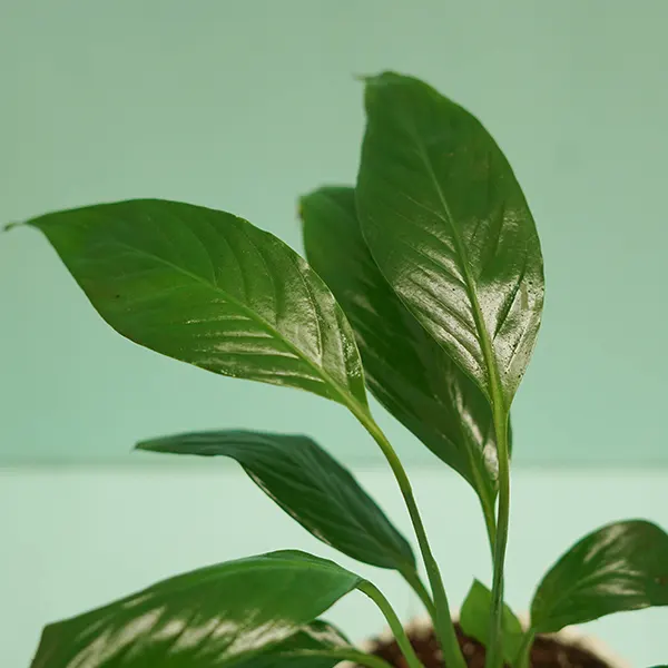 Peace lily plant