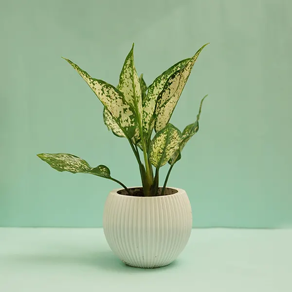 Aglaonema Snow White