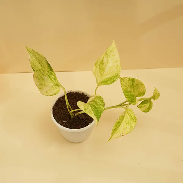 Variegated Money Plant