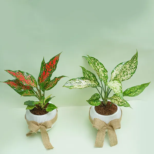 Aglaonema Duo