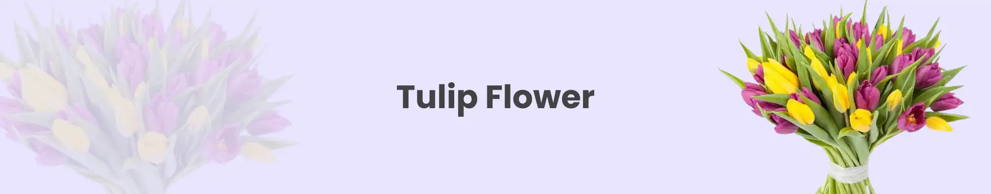 Tulip Flower Delivery