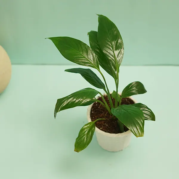 Peace lily plant