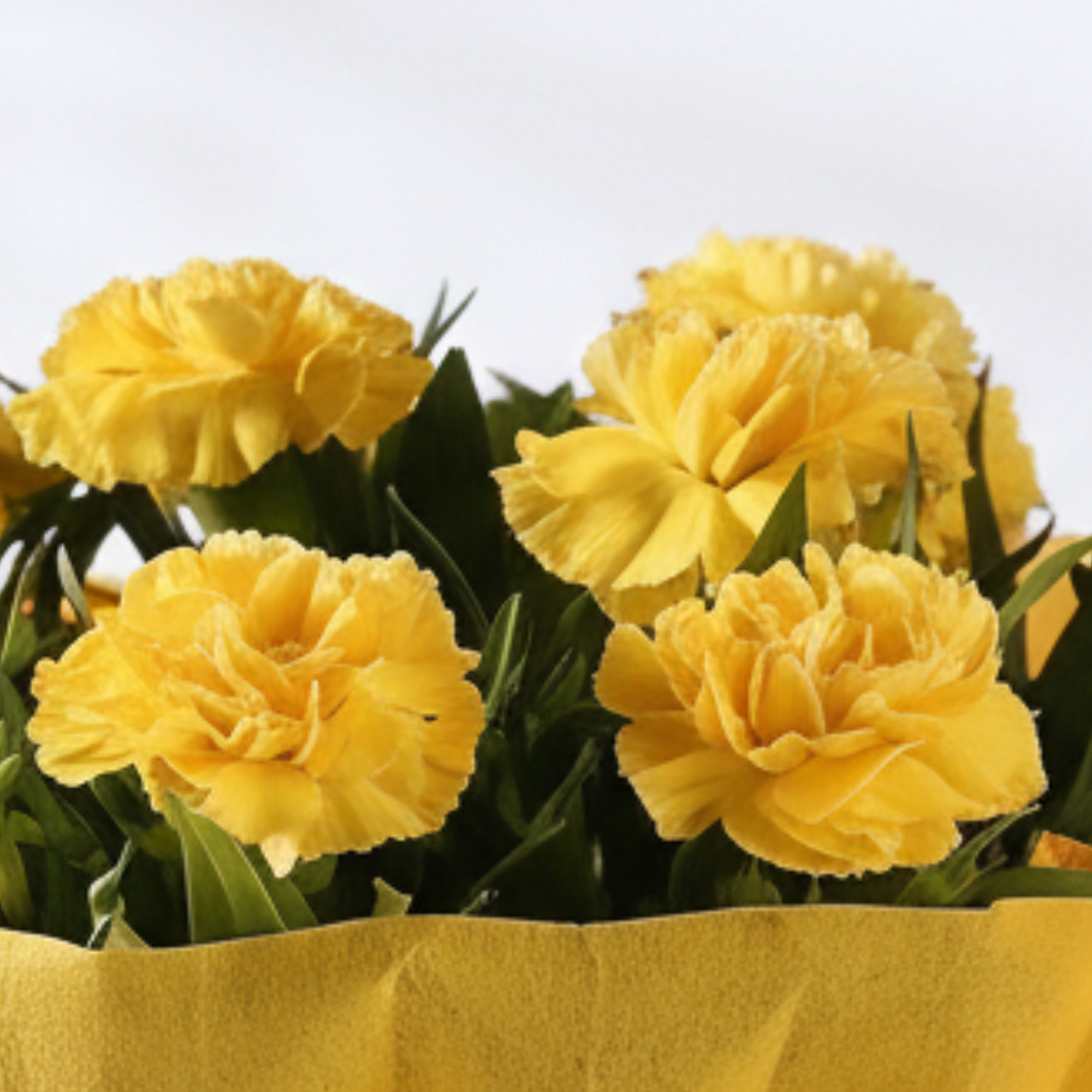 Yellow Carnations