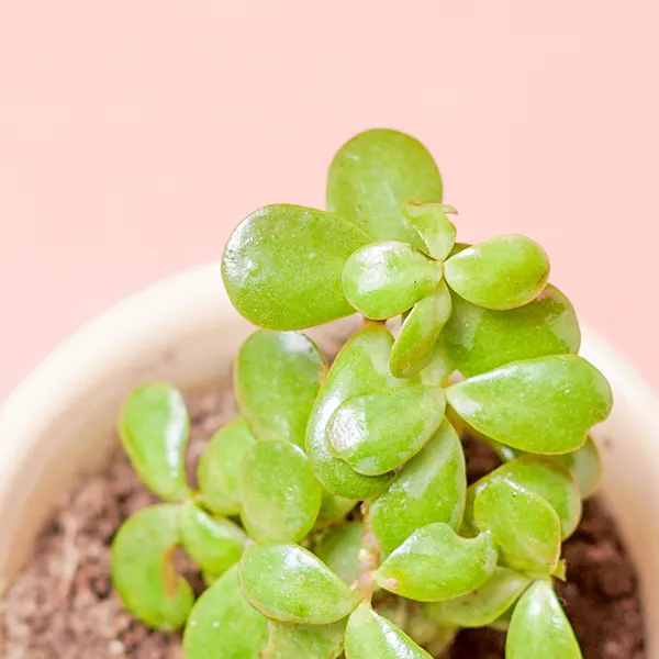 Jade Tranquility Plant