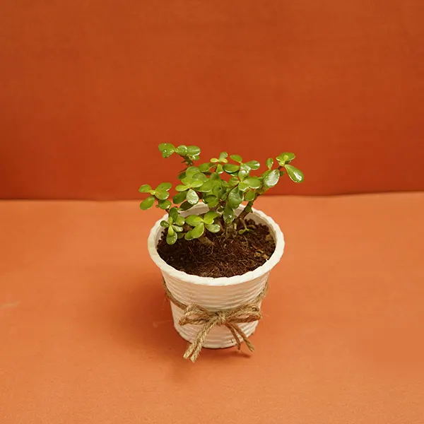 Jute Jade Pot