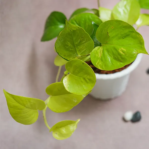 Golden Pothos