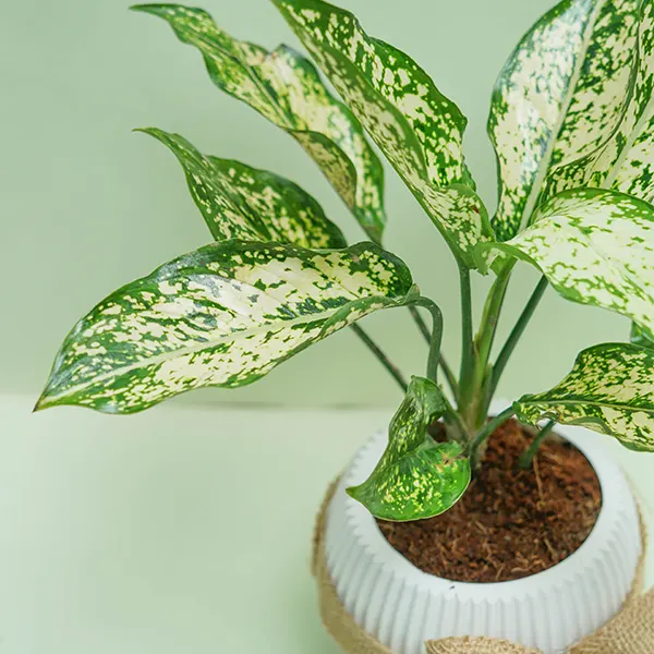 Aglaonema Duo