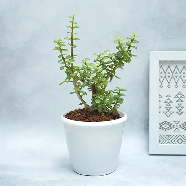 Jade in White Planter