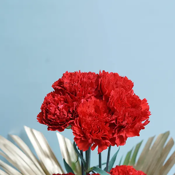 Bubbly Carnations