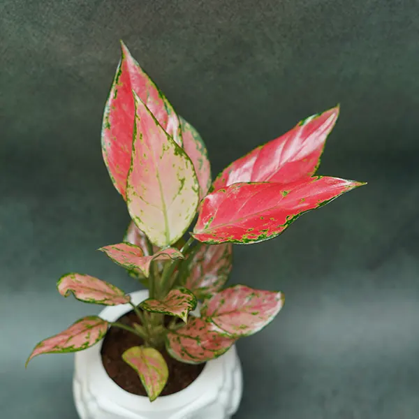 Aglaonema-Money Duo