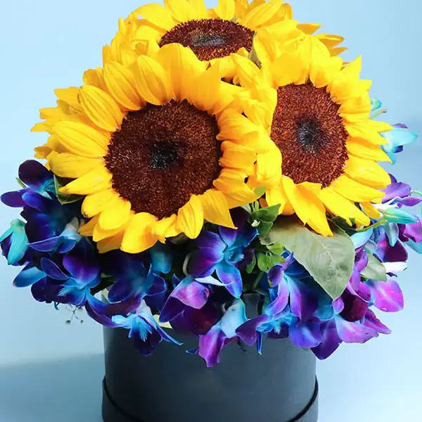 Royal Indigo Sun Box