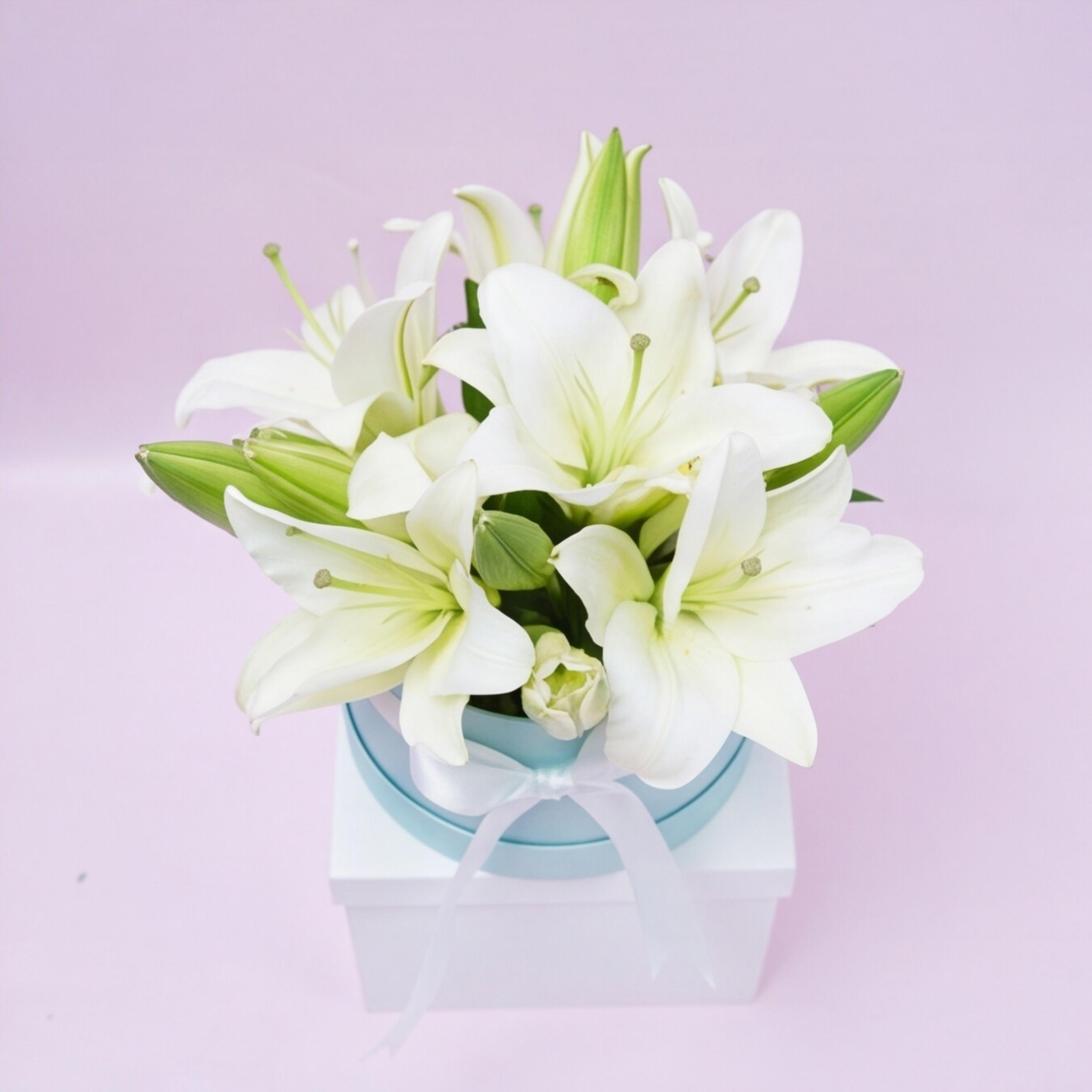 White Lily Blue Breeze