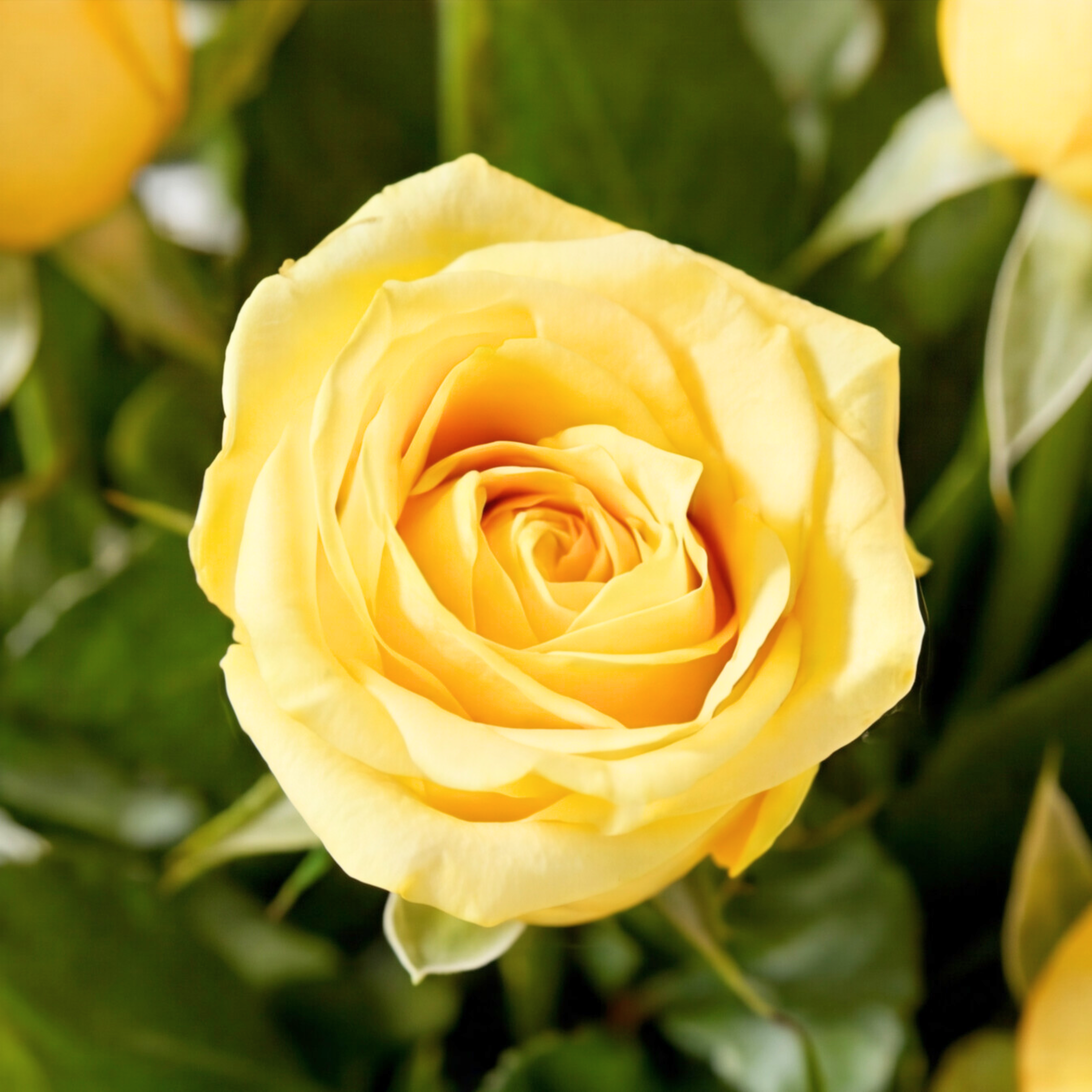 Yellow Magic Yellow Magic
