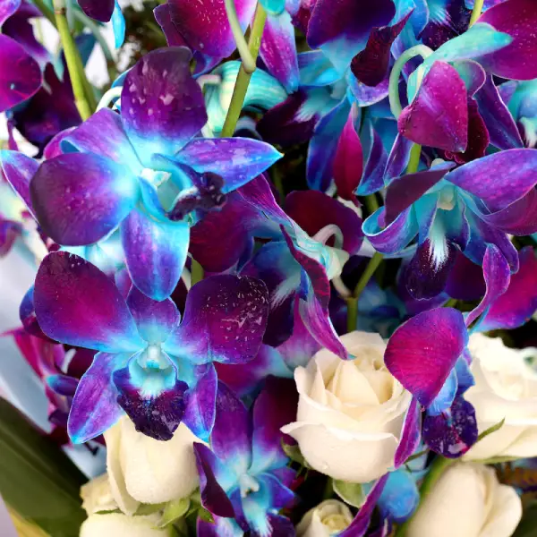 Leafy Orchid Elegance