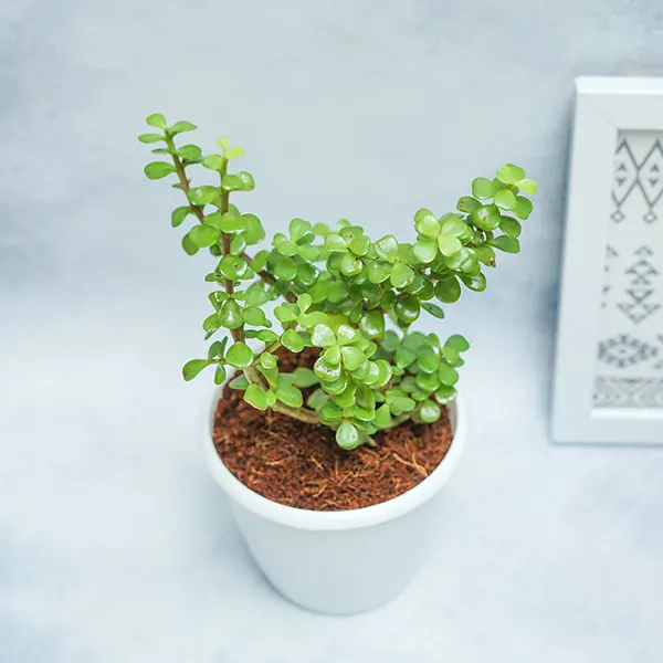 Jade in White Planter