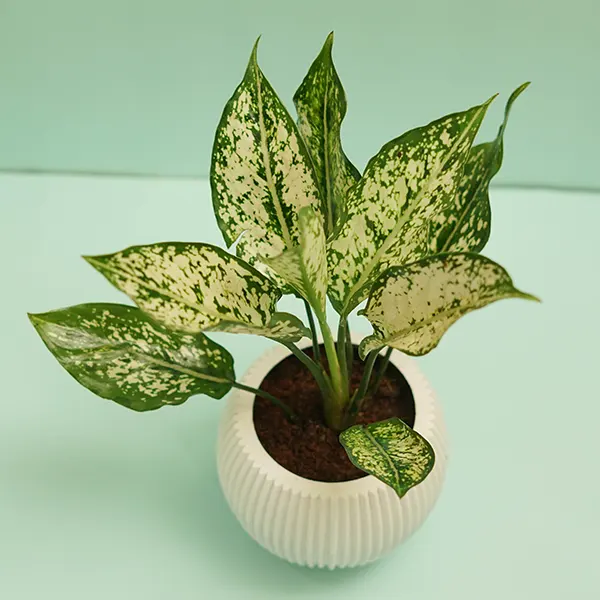 Aglaonema Snow White